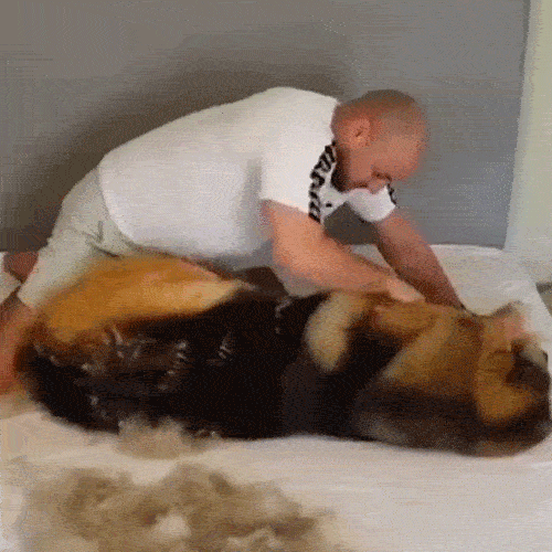 Pet Grooming Tool